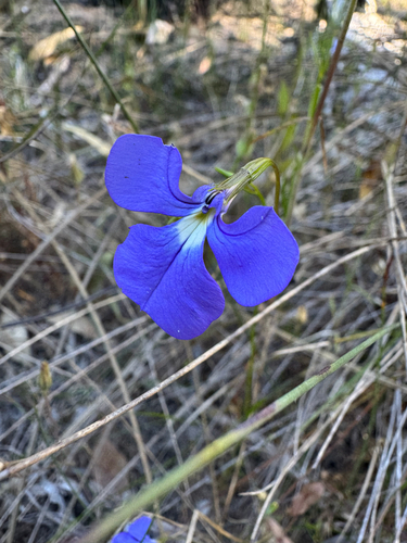 Lobelia tenuior, photograph 6