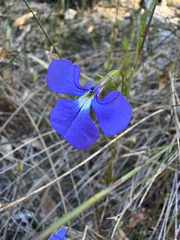 Lobelia tenuior, photograph (c) Tyler Anthony, some rights reserved (CC BY)