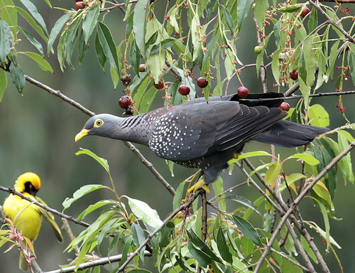 Rameron Pigeon