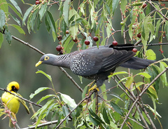 African Olive Pigeon photo 3