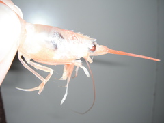 Solenocera membranacea