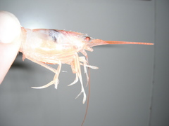 Solenocera membranacea