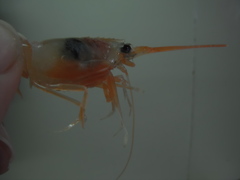 Solenocera membranacea