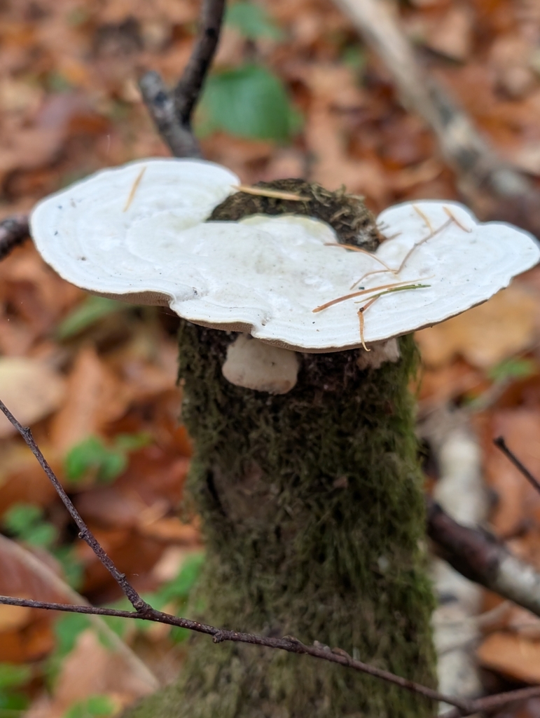 Trametes gibbosa · November 2025 · photo: © sadyfox (iNaturalist, cc0)