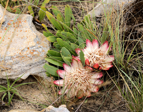 Image of Protea parvula by (c) Wynand Uys, some rights reserved (CC BY)