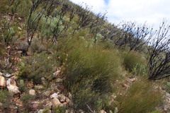 Restio gaudichaudianus