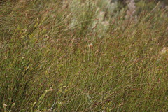 Restio gaudichaudianus