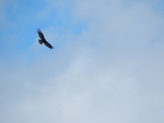 Cathartes aura