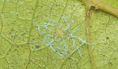 Dialeuropora decempuncta