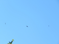 Cathartes aura