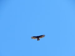 Cathartes aura