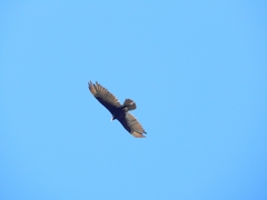 Cathartes aura