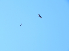 Cathartes aura
