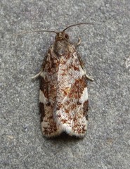 Archips mortuana