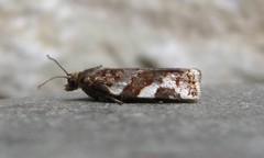 Archips mortuana