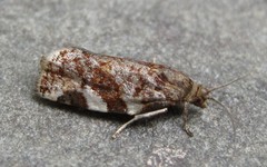 Archips mortuana