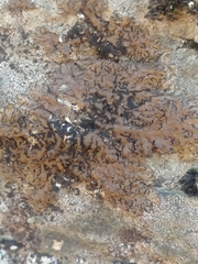 Montanelia tominii