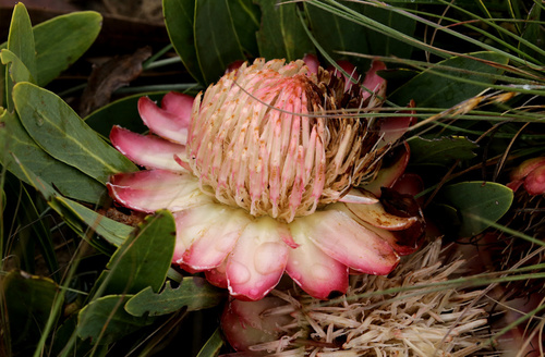 Protea parvula Beard