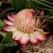 Protea parvula - Photo (c) Wynand Uys, algunos derechos reservados (CC BY), subido por Wynand Uys