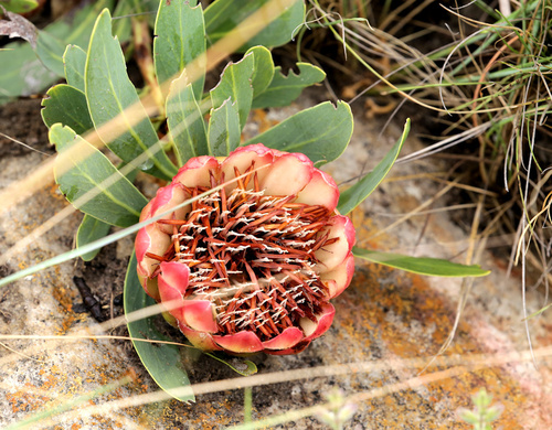 Image of Protea parvula by (c) Wynand Uys, some rights reserved (CC BY)