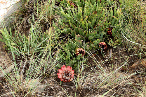 Image of Protea parvula by (c) Wynand Uys, some rights reserved (CC BY)