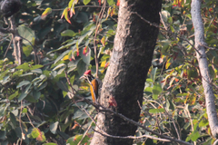 Chrysocolaptes guttacristatus