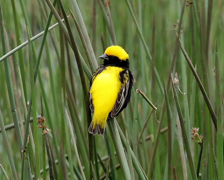 Yellow-crowned Bishop illustration