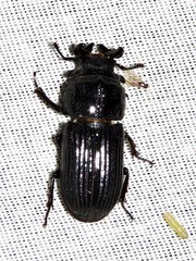 Nigidius delegorguei