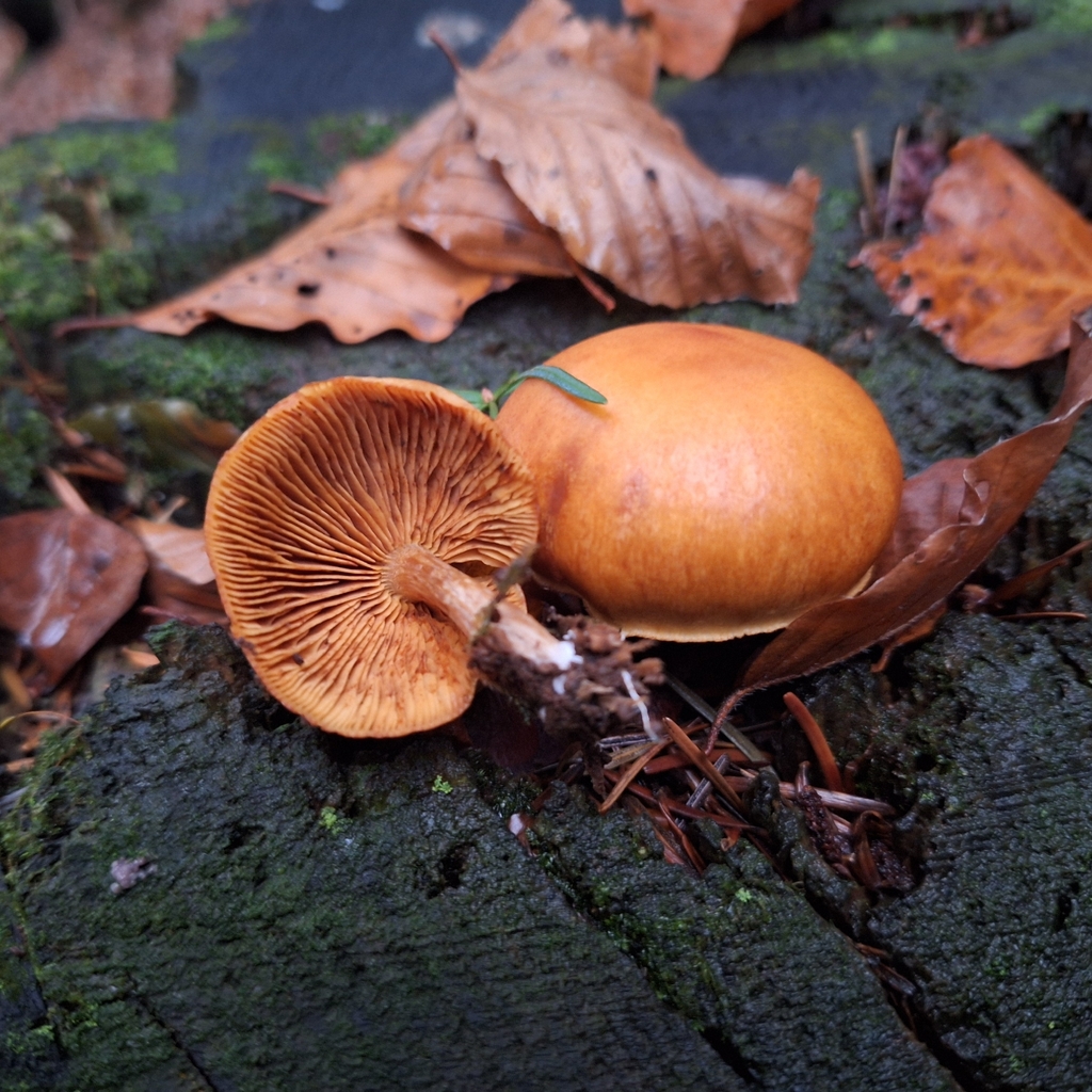 Gymnopilus penetrans · November 2025 · photo: © plm43 (iNaturalist, cc-by)