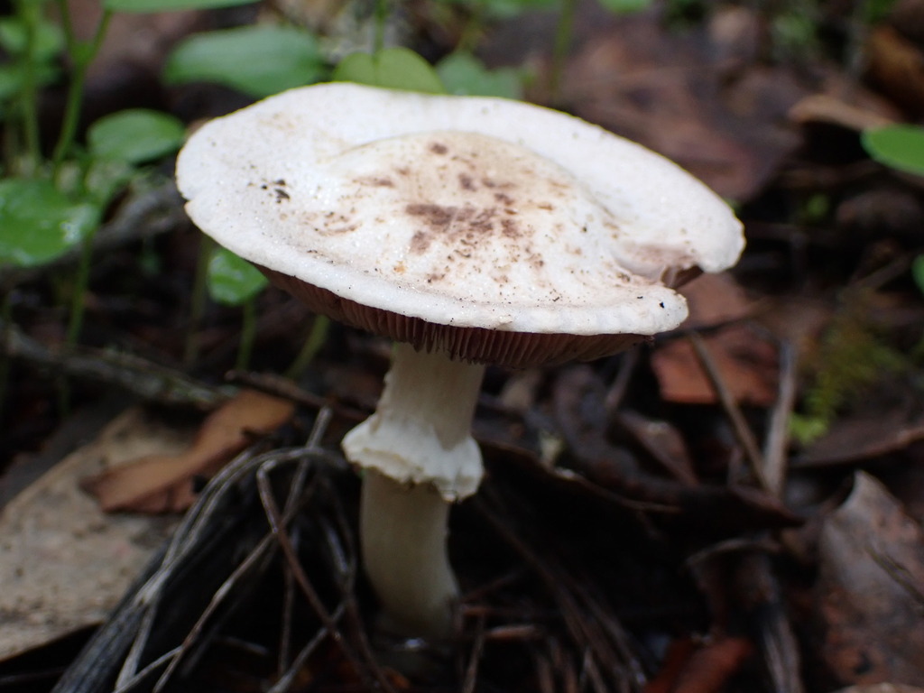 Agaricus californicus · November 2025 · photo: © bnature_lia (iNaturalist, cc-by)