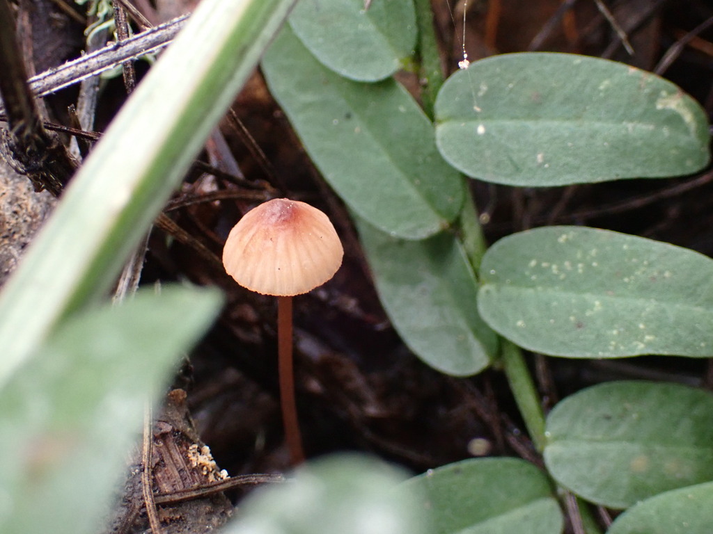 Mycena californiensis · November 2025 · photo: © bnature_lia (iNaturalist, cc-by)