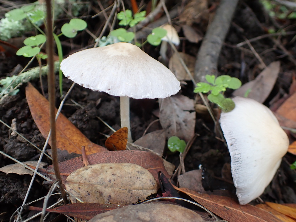 Candolleomyces candolleanus · November 2025 · photo: © bnature_lia (iNaturalist, cc-by)