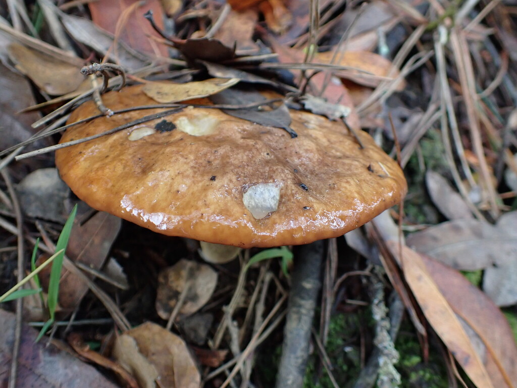 Suillus pungens · November 2025 · photo: © bnature_lia (iNaturalist, cc-by)