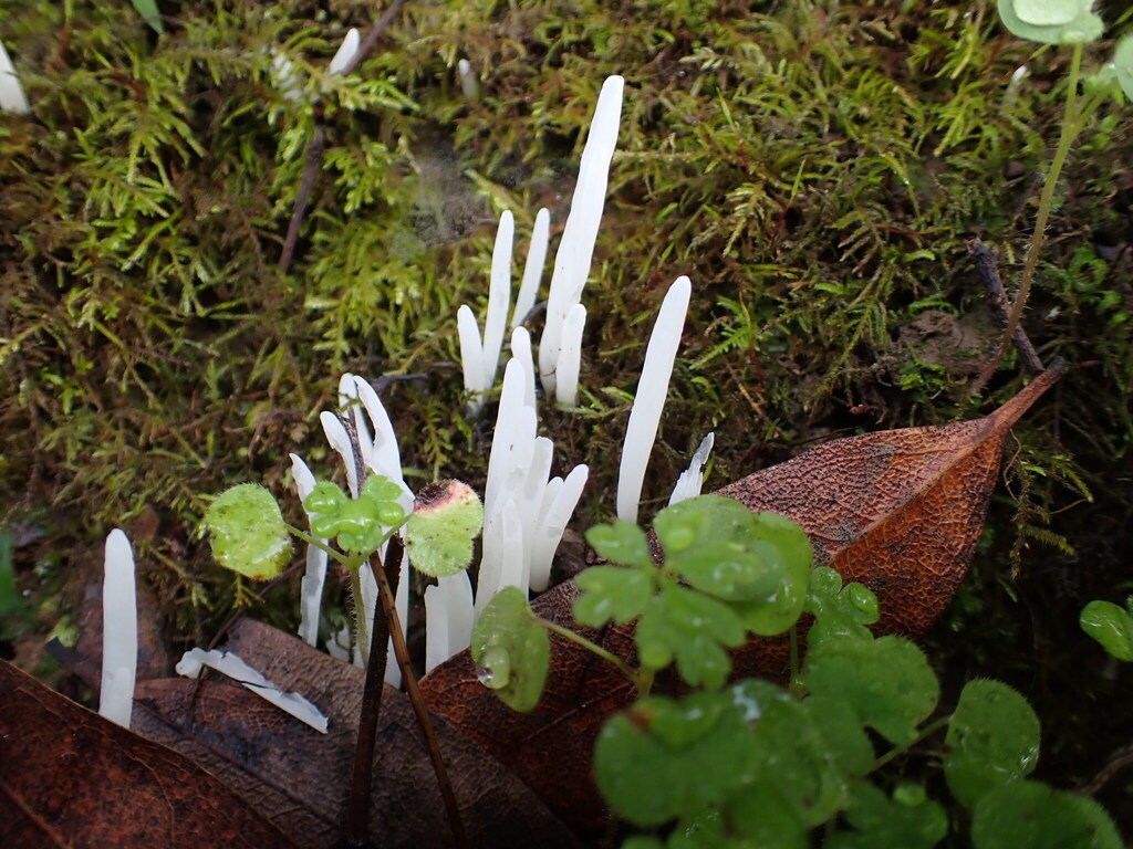 Clavaria fragilis · November 2025 · photo: © bnature_lia (iNaturalist, cc-by)