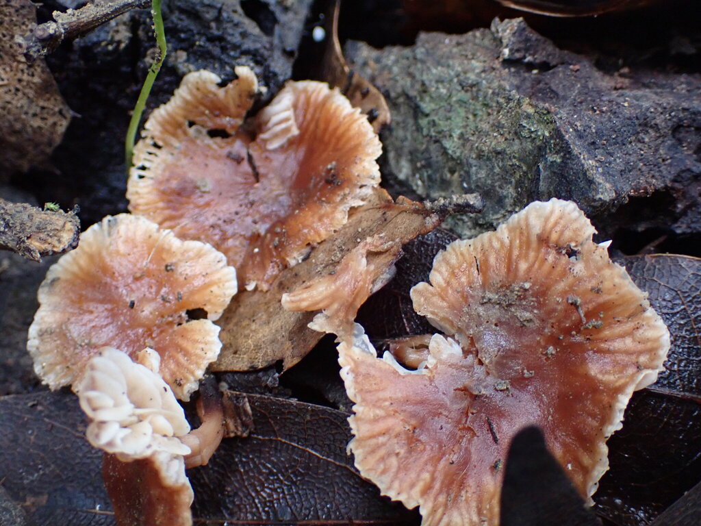 Gymnopus brassicolens · November 2025 · photo: © bnature_lia (iNaturalist, cc-by)