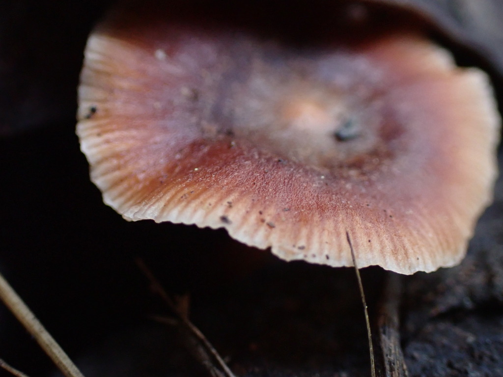 Gymnopus brassicolens · November 2025 · photo: © bnature_lia (iNaturalist, cc-by)