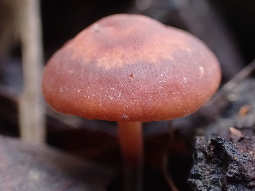 Gymnopus brassicolens · November 2025 · photo: © bnature_lia (iNaturalist, cc-by)