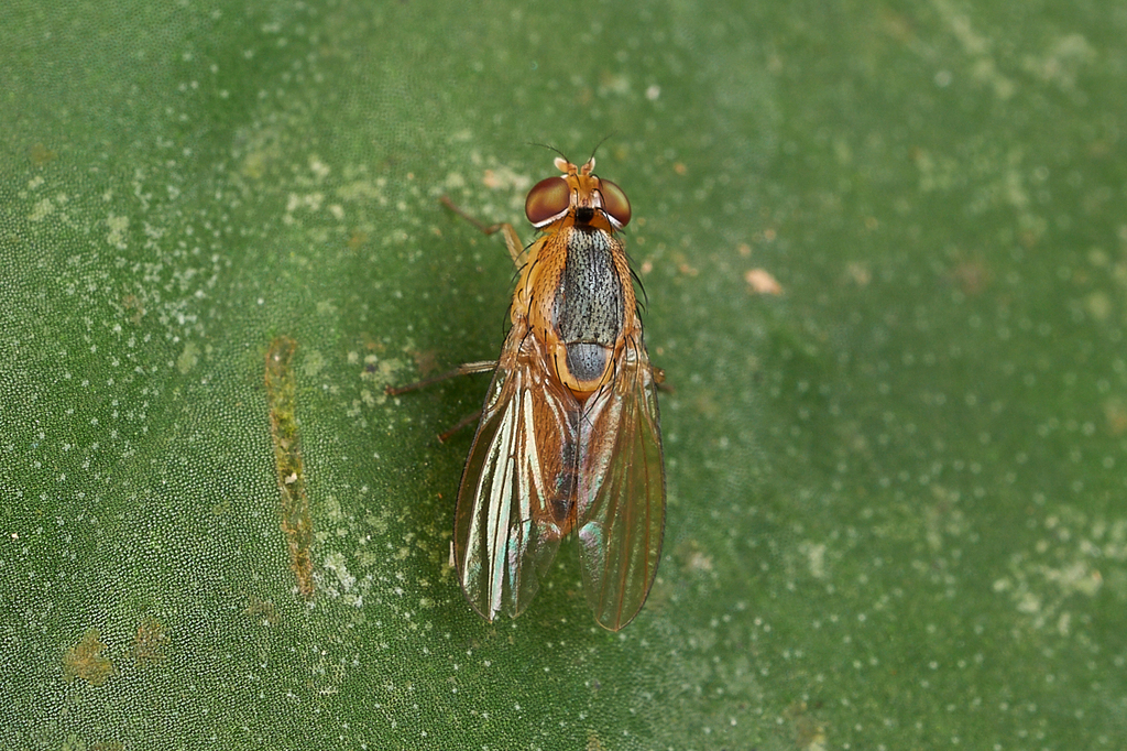 Dichaetomyia malayana