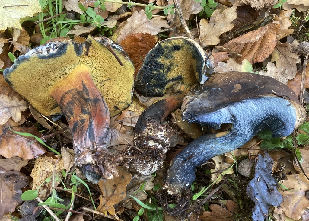 Cyanoboletus pulverulentus