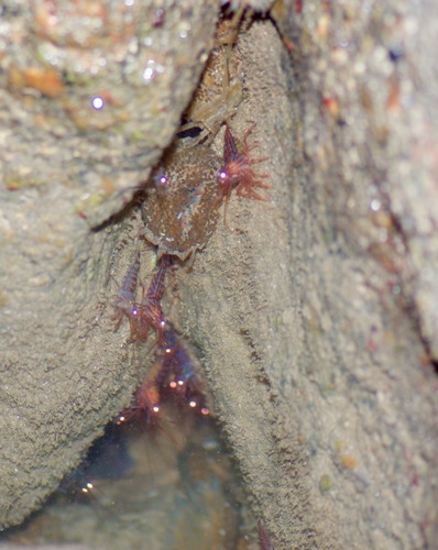 Lysmata hochi