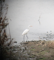 Ardea alba