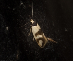 Antipterna trilicella