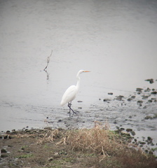 Ardea alba