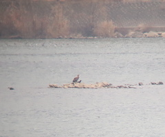 Haliaeetus albicilla