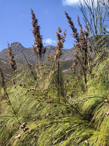Branch Broomreed (Cannomois virgata)