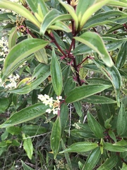 Miconia theizans