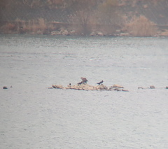 Haliaeetus albicilla