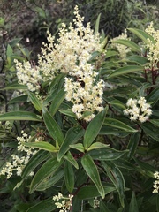 Miconia theizans