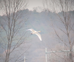 Cygnus cygnus