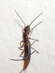 Forficula auricularia